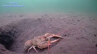 Подводный мир озера!  The underwater world of the lake!
