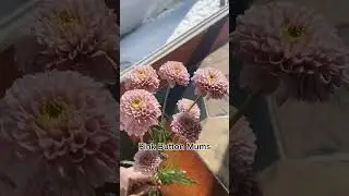 Pink Button Mums!