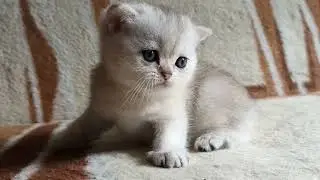 Котенок J2