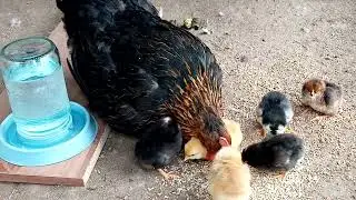 Мама квочка!!! 😀👍