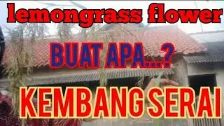 rare native lemongrass flower