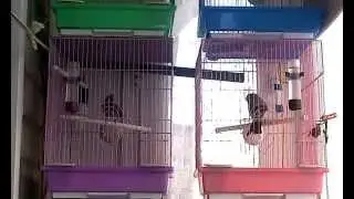 Снегирь и зеленушка