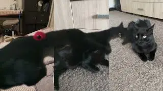 3rd edit of my cat so far 
