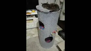 ДОМИК ДЛЯ КОТИКОВ своими руками