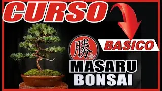 👉HOW TO MAKE A BONSAI 🌳 FREE COURSE FOR BEGINNERS✔ AND MORE!!! COMPLETE COURSE💚
