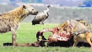 Hyena, Jackals & Vultures