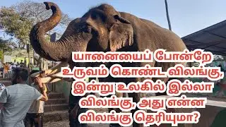 யானையைப் போன்றே உருவம் கொண்ட விலங்கு, இன்று உலகில் இல்லா விலங்கு, அது என்ன விலங்கு தெரியுமா?