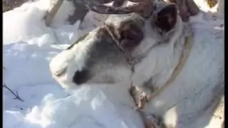 Маннайгы хаар