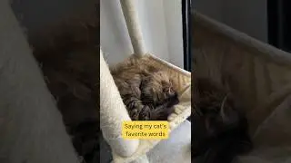 Using My Cat’s Favorite Words In A Sentence!