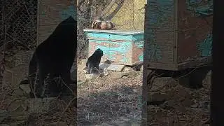 Муранчик,брачные игры февраль 2024