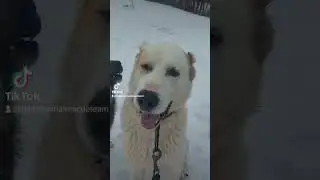 Собаки приюта PÄITE LOOMAPARK