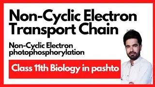 Non-Cyclic electron transport chain | Non-Cyclic photophosphorylation | Pashto