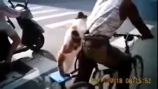 СМЕШНЫЕ И УСАТЫЕ 11