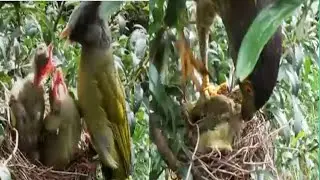 birds