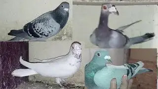 новое пополнение