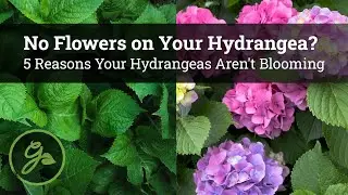 No Flowers on Your Hydrangea? / 5 Reasons Your Hydrangeas Aren't Blooming