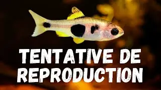[Épisode 1] Reproduction Enteromius Hulstaerti