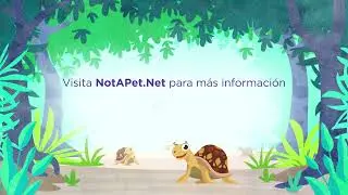 Learn why certain turtles are #NotAPet - Spanish