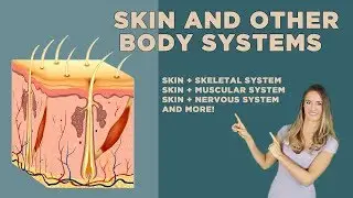 The Skin and Other Organ Systems: Skeletal, Nervous, Endocrine, Cardiovascular + More!