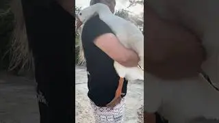 Кто просил показать жену😁#ручногусь#гусьобнимусь#Адыгея#Краснодар#goose