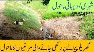 Shehar ya Dehat // Hens k Lye Konsa Environment Behter ha // Learn With Mr.R
