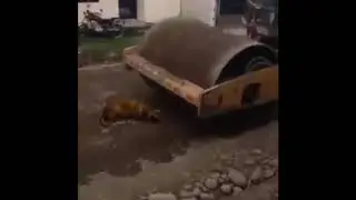 Optical Illusion! Dog Survives Car Crash | Dragonfinity Worldwide