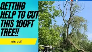 100ft willow tree gets cut down!