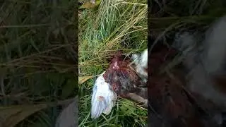 Отдых в Подмосковье. Охота на фазана.