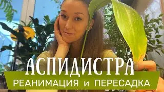 Аспидистра. Реанимация и пересадка.