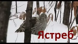 Ястреб. Полная версия