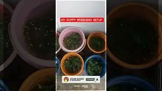 💥How to Breed Guppies at Home⁉️🐟 | Simple Guide | @JEELANI_VLOGGER 