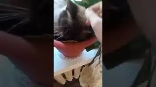 ШОК!!! МУРЗИК СПИТ В ЦВЕТОЧНОМ ГОРШКЕ #антипосхалко #антикыргызстан