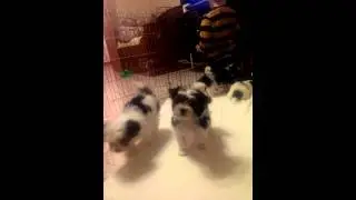 VIDEO0079
