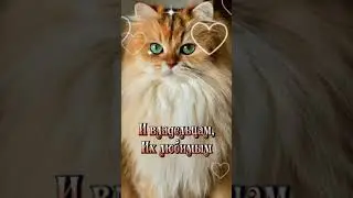 С первым днём вёсны и днём Кошек