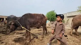 Cattle feeding | Cattle care | Chacha Bhatija