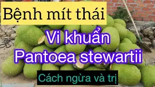 Bệnh mít thái - vi khuẩn pantoea stewartii - cách phòng ngừa và trị bệnh !