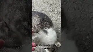 Обрубили хвост кошке 😨