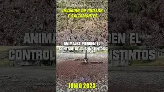 Invasión de GRILLOS en ESTADOS UNIDOS los animales están Desorientados!