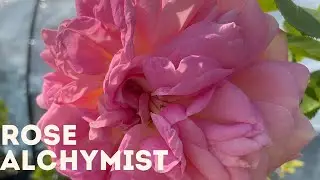 Rose - Alchymist 4K