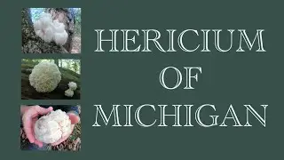 Finding Hericium In Michigan