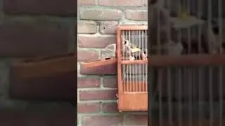 Дрессировка щегла #птицы #birds #bird #goldfinch #щегол #природа #carduelis #nature #shot #shorts