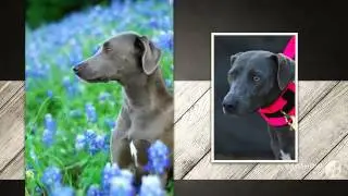 Texas Blue Lacy Dog breed
