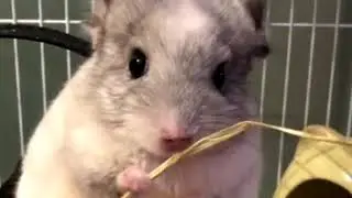 Как шиншиллы играют