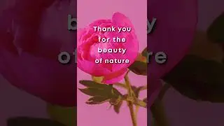 ✨Thank You Affirmations 639 Hz ✨1 Minute Gratitude (Repeat with Me)🩷