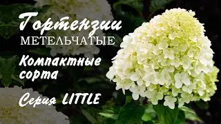 Гортензии метельчатые 2023. Компактные сорта. Краткий обзор