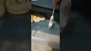 look how the mouse 🐀 swallow on snake . 🐍