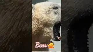 Bear Sound Rimix with 🐻