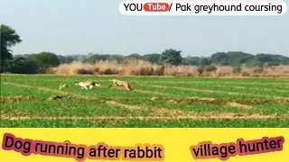 dog running after rabbit \ dogs hunting for rabbits \ village hunter Pakistan