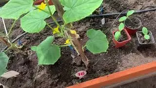 Петунии на даче