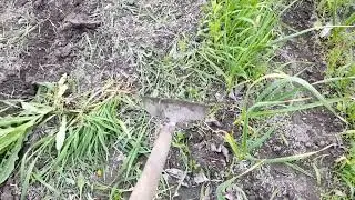 прополка чеснока